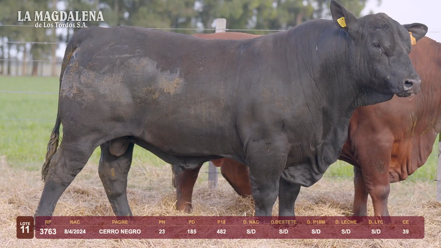Lote Lote 11 - Brangus