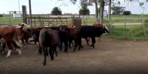 Lote 15 Terneros en San José