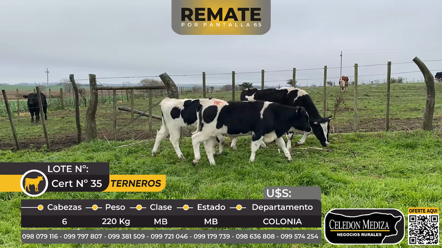 Lote 6 Terneros en La Horqueta, Colonia