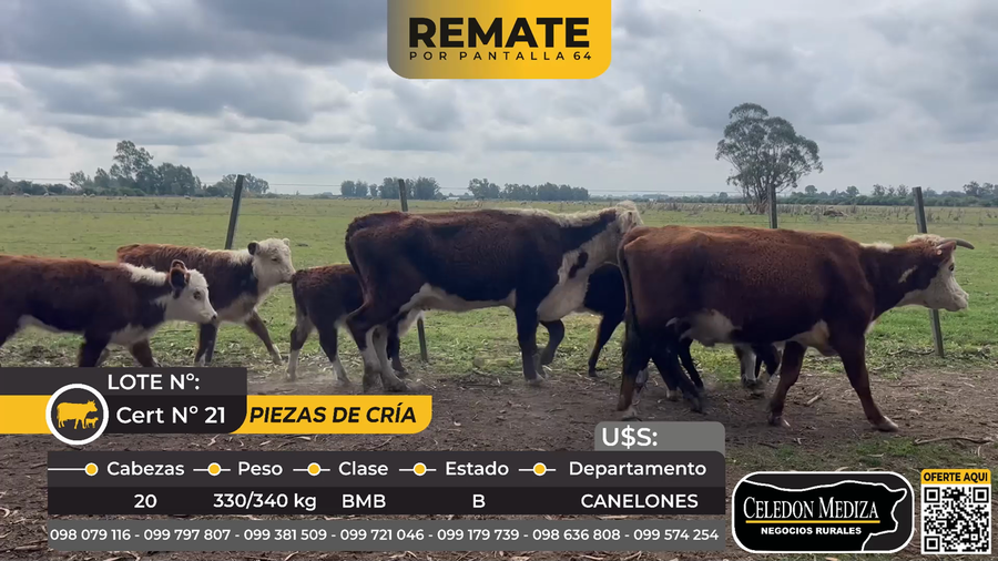 Lote 20 Piezas de cría en ruta 11  y 32, Canelones