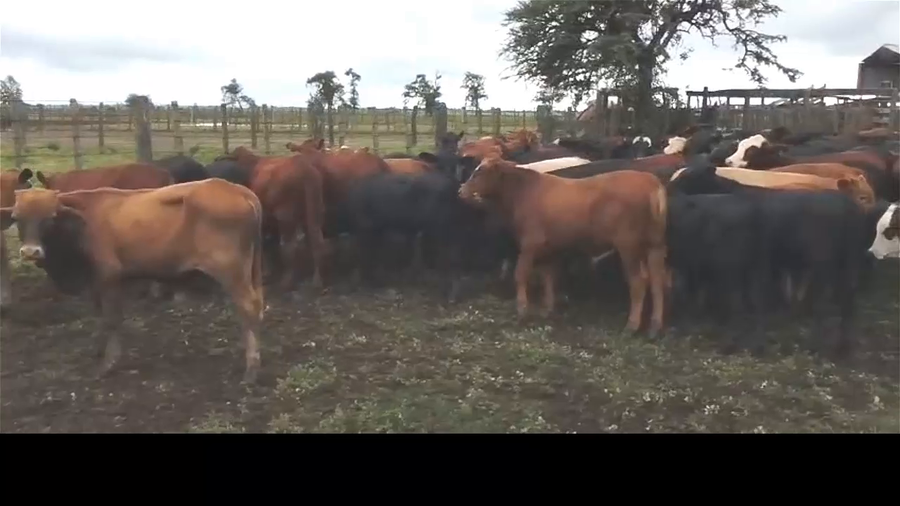 Lote 110 Terneros/as