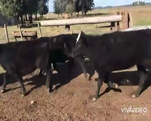 Lote 36 Terneras en Brandsen, Buenos Aires