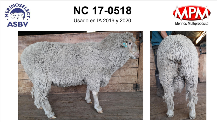 Lote Carnero TOP, 17-0518