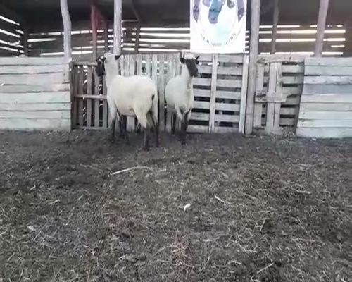 Lote 3 Borregas Hampshire Down a remate en 8vo. Evento  HAMPSHIRE DOWN 70kg -  en Camino de la Costa