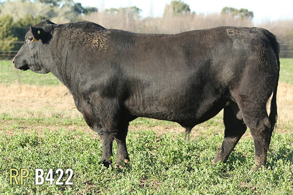 Lote 3 TOROS PUROS DE PEDIGREE