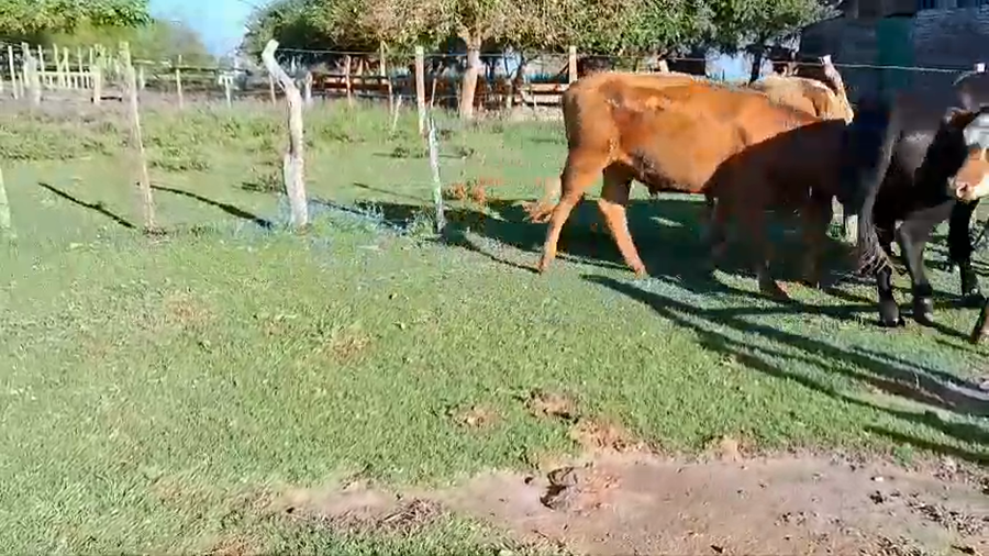 Lote 5 Novillos 2 a 3 años 1 AA,  1 RA,  3 CRUZAS a remate en 1° Remate Virtual BALTASAR BRUM 370kg -  en COLONIA PALMA, 15 KM AL OESTE.