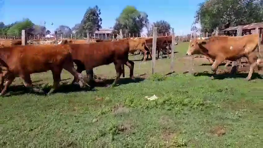 Lote 101 Terneros/as en Corrientes, Santo Tomé