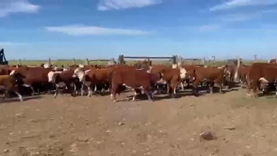 Lote 160 Terneros en Concordia, Entre Ríos