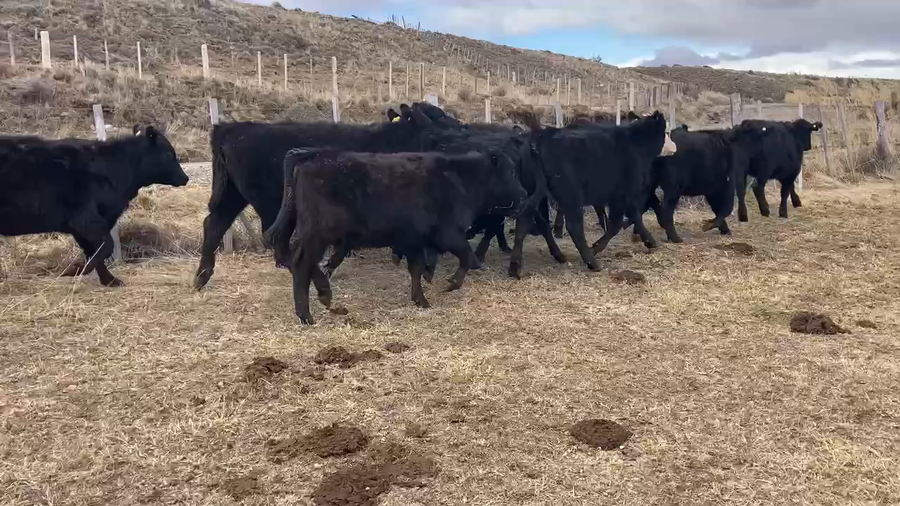 Lote 40 Ternera en Coyhaique, XI Región Aysén