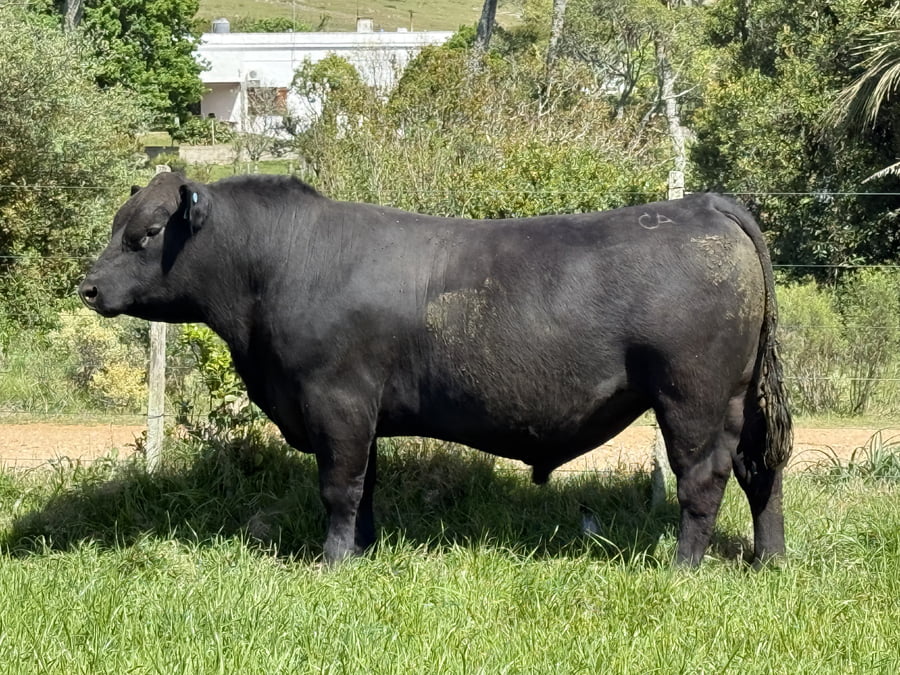 Lote Toros a remate en 4º Remate Don Nestor, Rocha