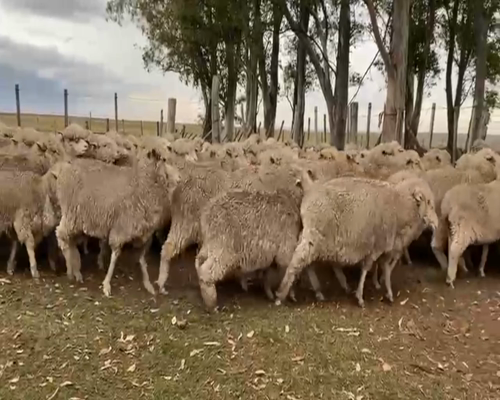 Lote OVEJAS