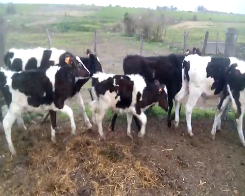 Lote 25 Terneros en Colonia