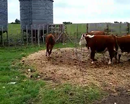 Lote 7 Novillitos en Laprida, Buenos Aires