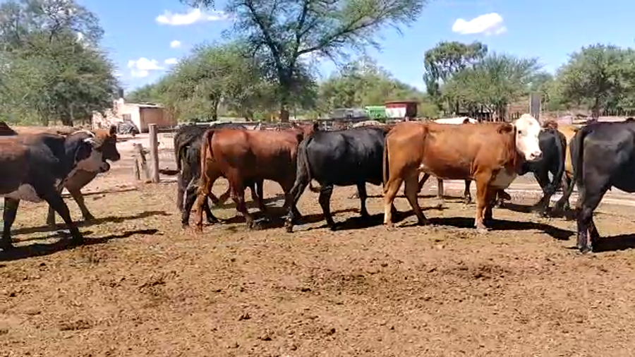 Lote 45 Vacas de invernar en Monte Quemado, Santiago del Estero