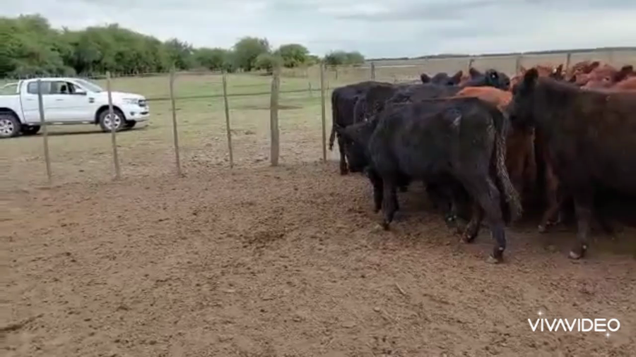 Lote 75 Novillitos en Castelli, Buenos Aires