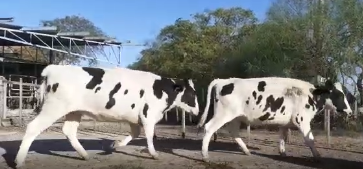 Lote 15 Vaquillonas en Col. San Bartolome, Córdoba