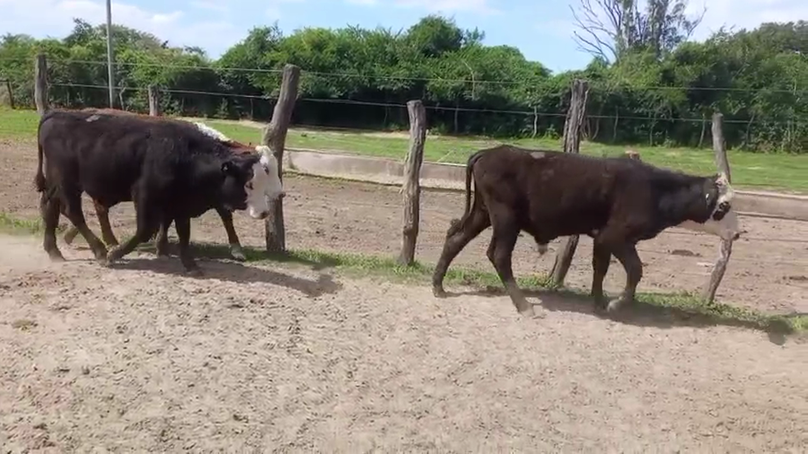 Lote 120 Terneros/as en Corrientes, Saladas
