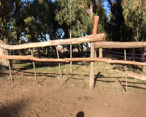 Lote 55 VAQUILLONAS ANGUS PREÑADAS, EN DE LA GARMA, PBA.-