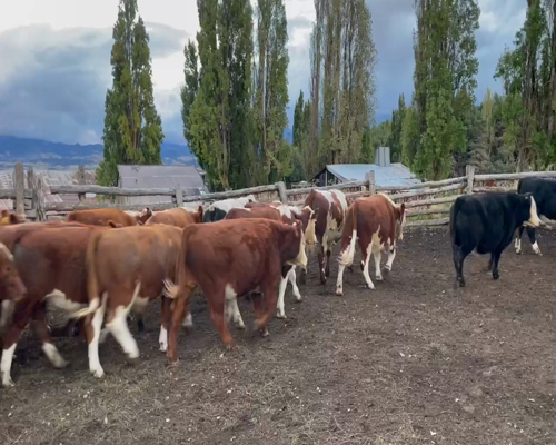 Lote 54 Novillo Engorda en Coyhaique, XI Región Aysén