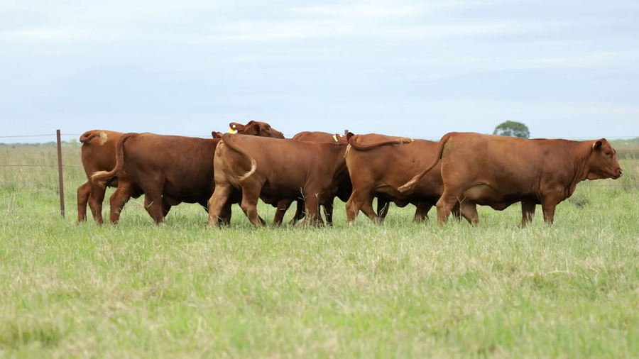 Lote Vaquilla Para Servicio