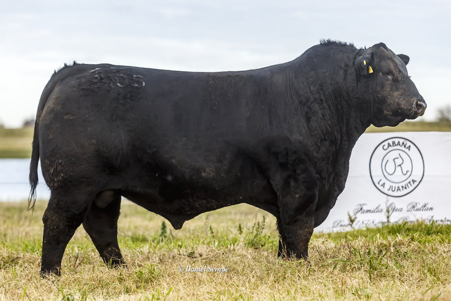 Lote Selección de Toros La Juanita y Surangus