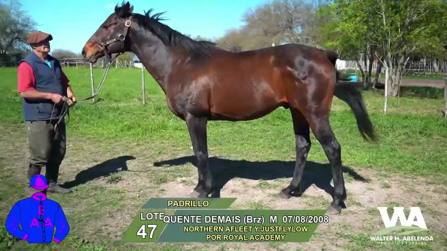 Lote QUENTE DEMAIS (Brz)