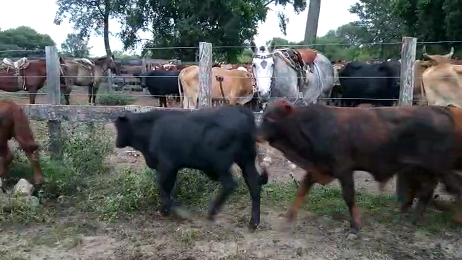 Lote 70 Terneros en Cote Lai, Chaco