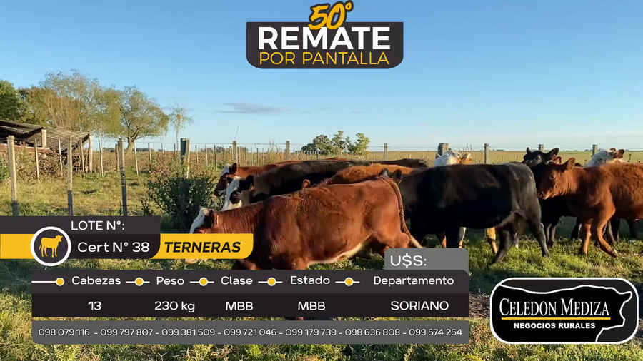 Lote 13 Terneras en Cardona, Soriano