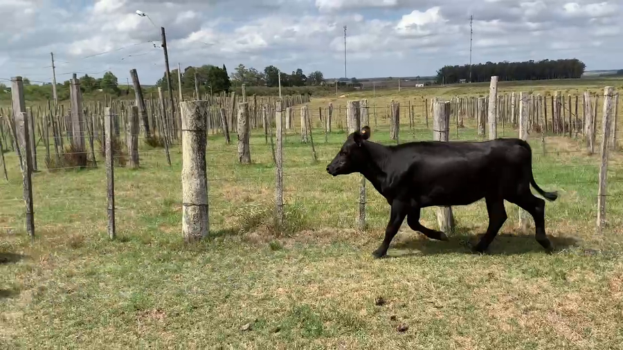 Lote 4 Vaquillonas 1 a 2 años en Tupambaé, Cerro Largo