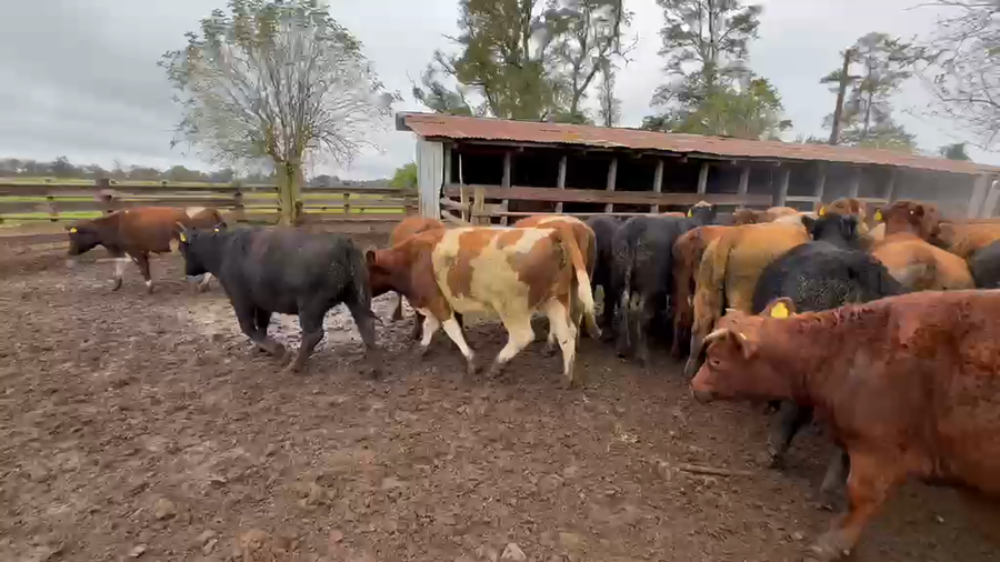 Lote 55 Vaquilla Engorda