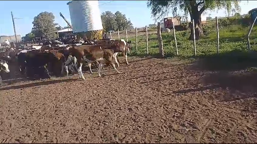 Lote 90 Terneros en Lincoln, Buenos Aires
