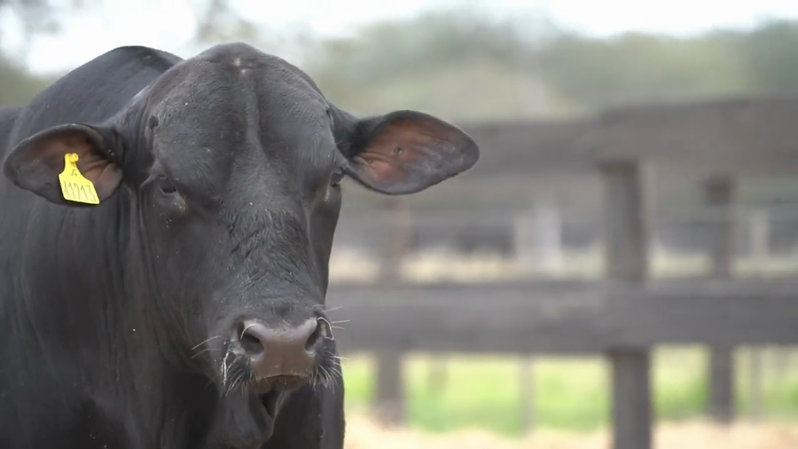 Lote Toros Brangus