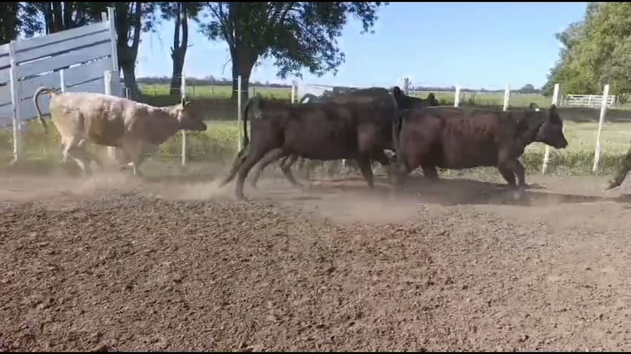 Lote 51 Novillitos y vaquillonas