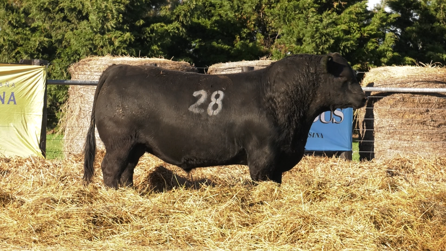 Lote TOROS ANGUS PURO CONTROLADO