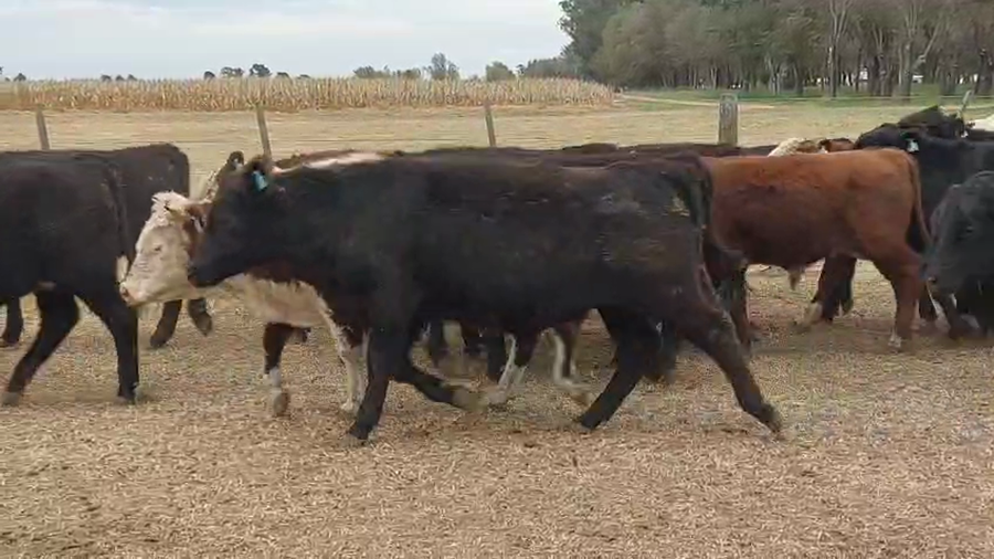 Lote 100 Terneros ANGUS NEGROS,  COLORADOS,  CARETAS Y HEREFORD a remate en PRUEBA  en Del Campillo (Córdoba)