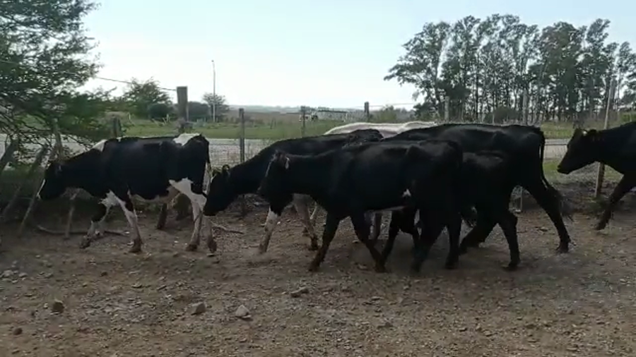 Lote 50 Novillos Holando