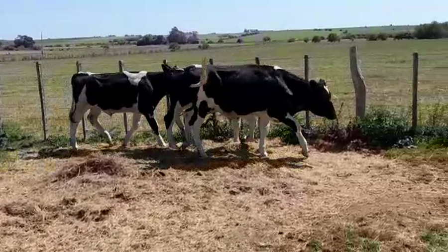 Lote (Vendido)3 Novillos Holando HOLANDO a remate en PANTALLA FEDERICO GARLAND 290kg -  en SANTA ROSA