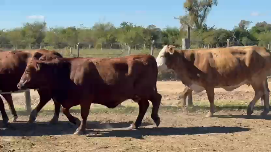 Lote 48 Vacas de invernar