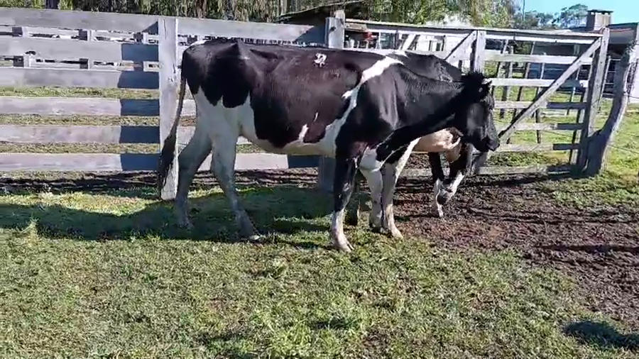 Lote 2 Vaquillonas  a remate en Pantalla Camy 450kg - , San José