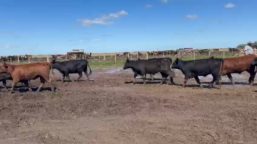 Lote 65 Terneras en Gral. Pinto