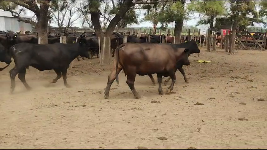 Lote 118 Vacas de invernar en Gral. Pinero, Chaco