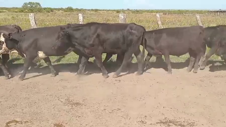 Lote 120 Novillitos en Corrientes, Curuzu Cuatia