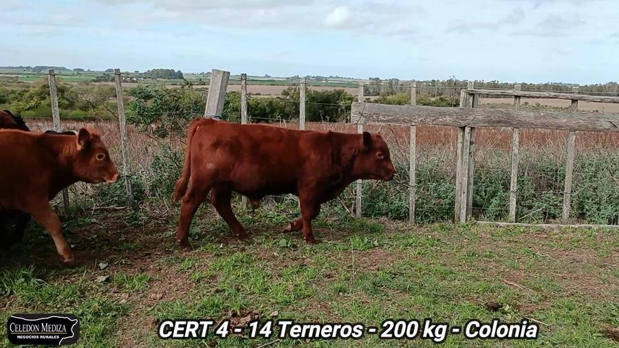 Lote 14 Terneros en Colonia