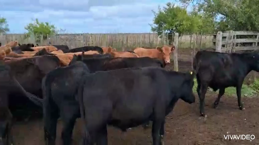 Lote 150 Novillitos