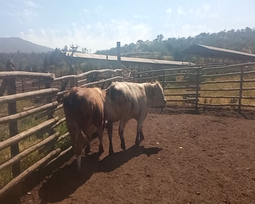 Lote 30 Torete en Melipilla, Región Metropolitana