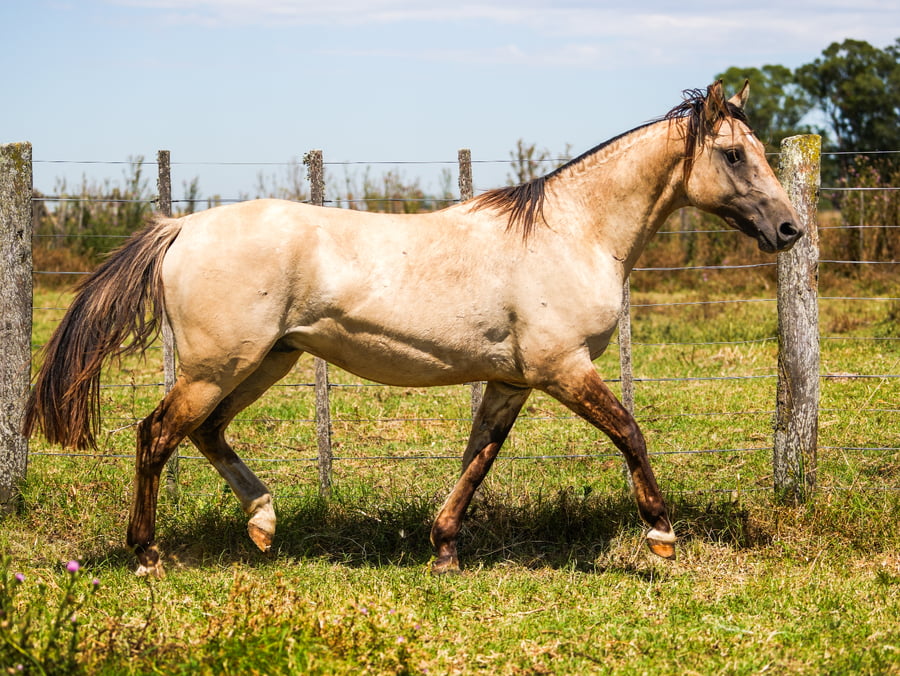 Lote SANTACRUCEÑO LIBERTADOR