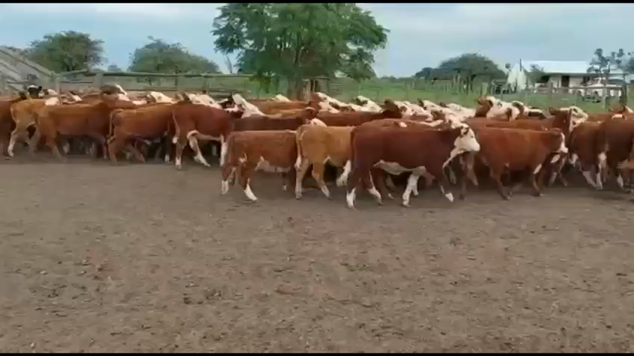 Lote 75 Terneros/as en Curuzú-Cuatiá, Corrientes