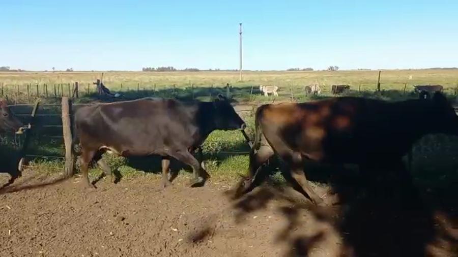 Lote Vacas Secas - El Pangare DE Micheo S.A