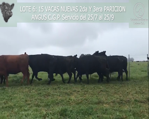 Lote 15 VACAS NUEVAS 2da Y 3era PARICION ANGUS C.G.P., EN AYACUCHO, PBA.-