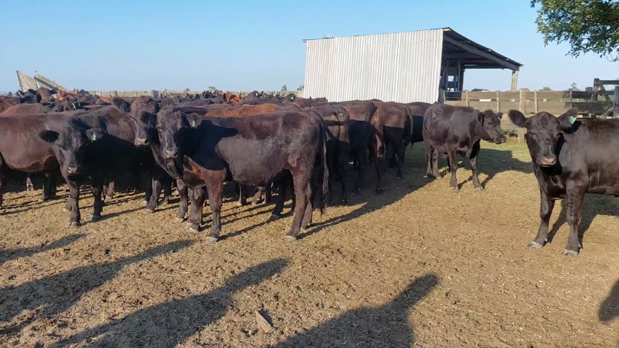 Lote 162 Novillos en Dolores, Buenos Aires